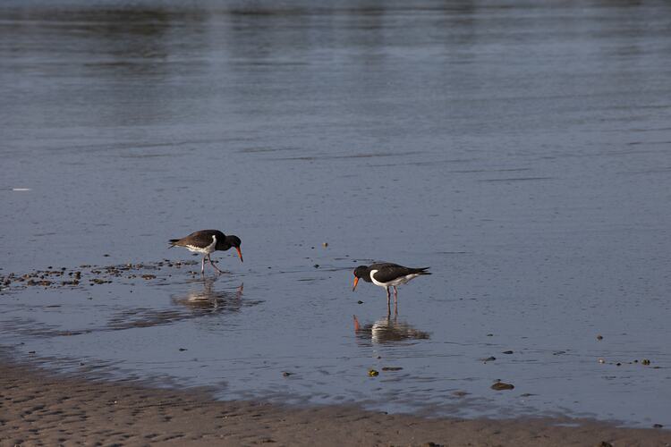 <em>Haematopus longirostris</em>, Pied Oystercatcher. Gippsland, Victoria.