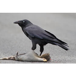 Black bird eating carrion