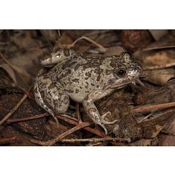 Grey-green, spotted frog.