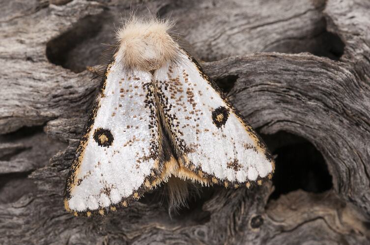<em>Epicoma melanosticta</em>, Common Epicoma Moth. Neds Corner, Victoria.
