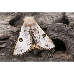 <em>Epicoma melanosticta</em>, Common Epicoma Moth. Neds Corner, Victoria.