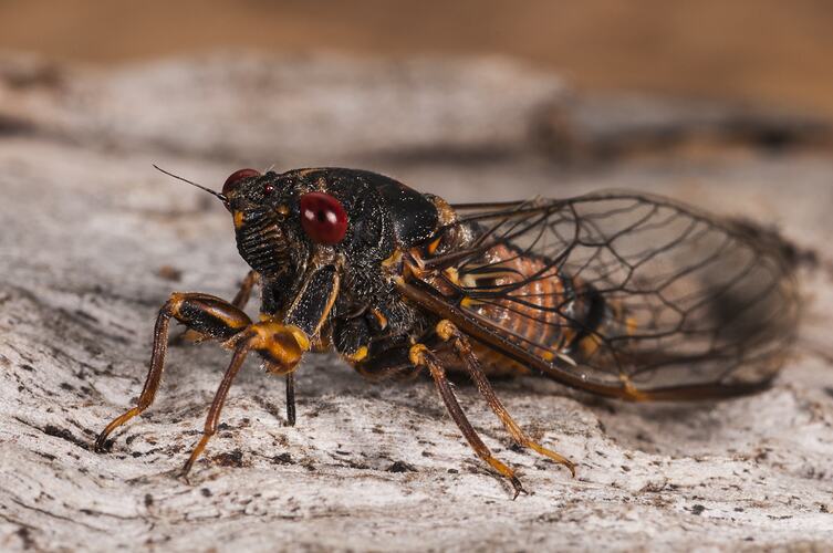 Cicadidae