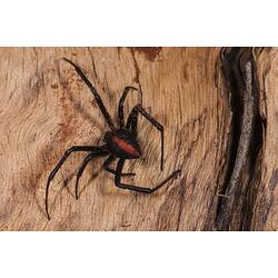 Black spider with red stripe on back on bark.