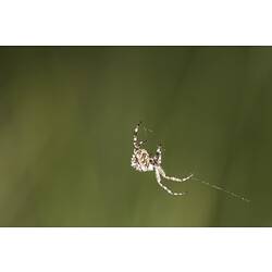 Family Araneidae, orb-weaving spider. Murray Explored Bioscan.