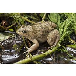 <em>Limnodynastes fletcheri</em> Boulenger, 1888, Marsh Frog