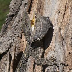 Bearded dragon on trunk. mouth open.