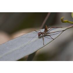 Family Tettigoniidae, katydid. Murray Explored Bioscan.