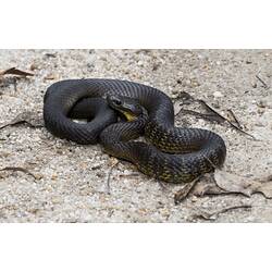 Dark snake with yellow belly on sandy ground.