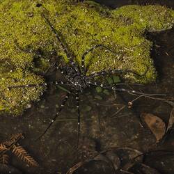 Giant water spider.