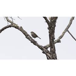 Small brown bird on small branch.