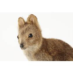 Detail of mounted quokka specimen's face.