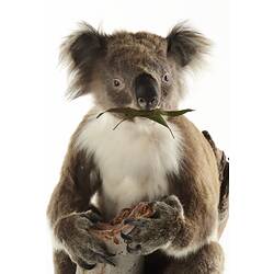 Taxidermied koala with leaf in mouth.
