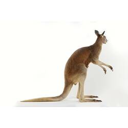 Side view of taxidermied Red Kangaroo specimen.
