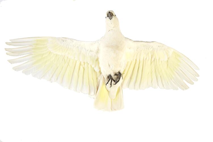 Cockatoo specimen mounted as though in flight lying on back.