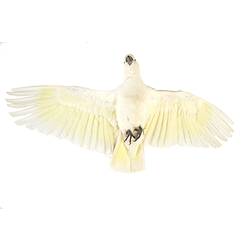 Cockatoo specimen mounted as though in flight lying on back.