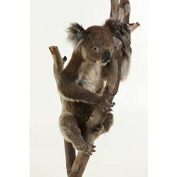 Taxidermy Mount - Koala <em>Phascolarctos cinereus</em> (Goldfuss, 1817)