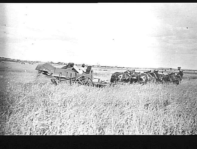 HEADER WORKING ON MR. R. P. WOOLASTON'S FARM, SOMERTON, MANILLA DISTRICT: SEASON 1924/5