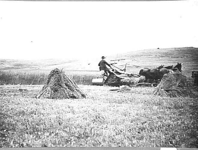 THESE PHOTOS TAKEN DEC., 1921 AT MR SHEAHAN'S SUNBURY. 6FT BINDER