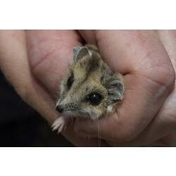 Fat-tailed Dunnart.