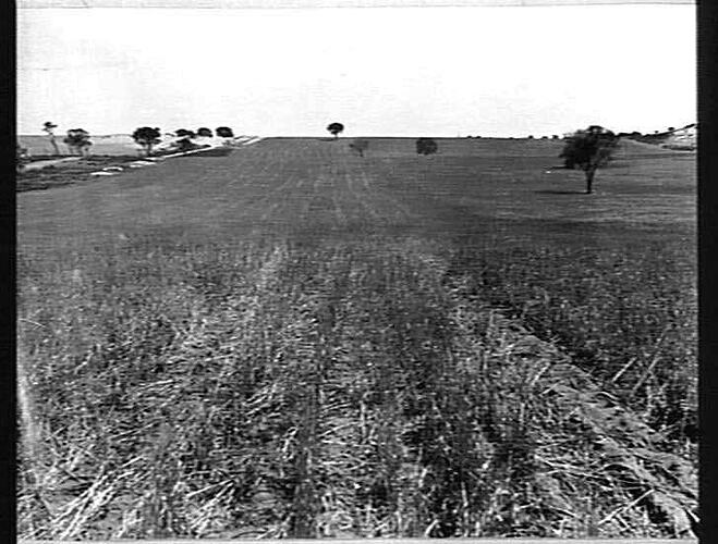 LOOKING UP THE PADDOCK FROM SEA BEACH END - SHOWING LONG UPLAND PULL - ALSO THE DEPRESSION MADE IN THE LOOSE SANDY GROUND BY MAIN WHEEL - AT RIGHT HAND BOTTOM CORNER OF PHOTO