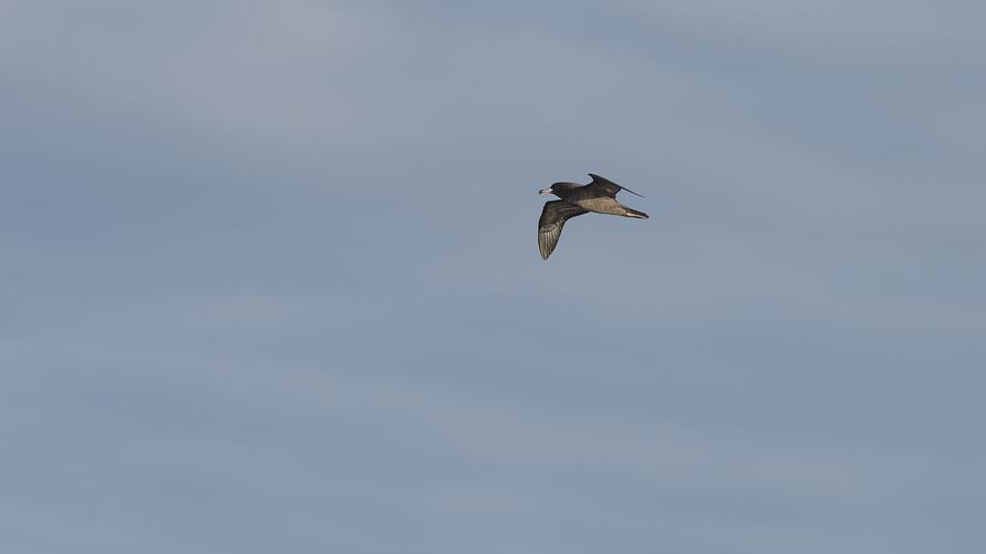 Brown bird in flight over ocean.