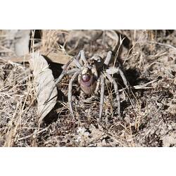 Wolf Spider.