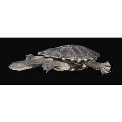 Eastern Long-necked Turtle.