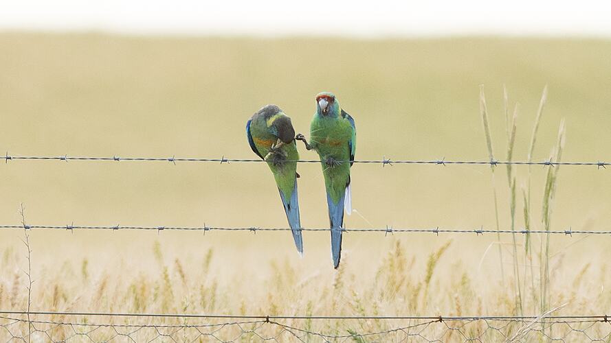 Two green and red parrots on wire fence.