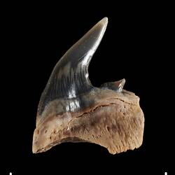 Dark fossil tooth on bone.