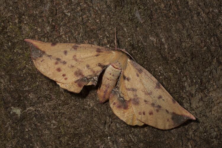 Family Anthelidae, anthelid moth. Wilsons Promontory National Park, Victoria.