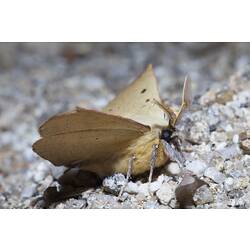 <em>Anthela acuta</em>, moth. Wilsons Promontory National Park, Victoria.