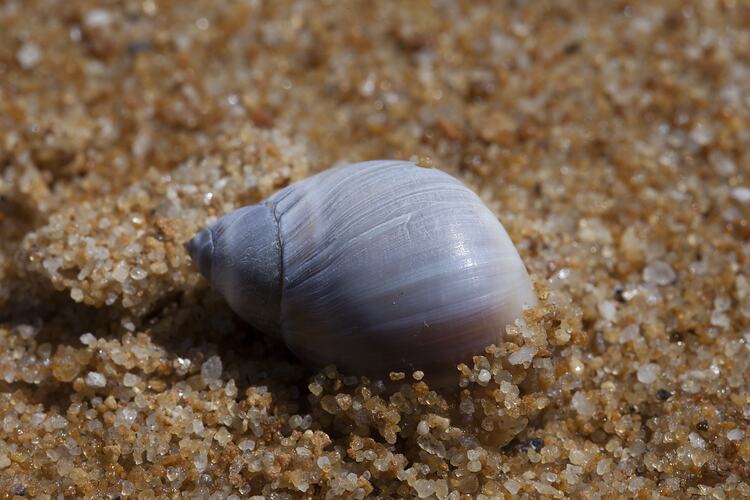 Mauve snail on sand.