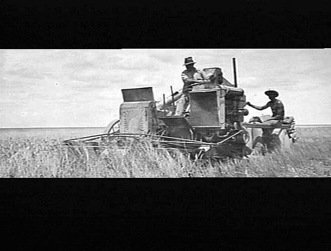 AUTO HEADER AT WORK IN WHEAT ON ZEISMER BROS. FARM, BONGUN, QUEENSLAND.