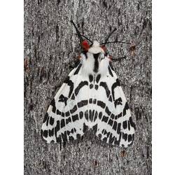 <em>Spilosoma glatignyi</em>, Black and White Tiger Moth. Alpine National Park, Victoria.