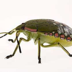 Wax model of a green six legged insect with black, pink and white spots down its back.