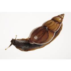 Model of brown snail.
