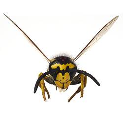Head of black and yellow wasp model.