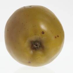 Yellow apple model with brown spots. Base view.