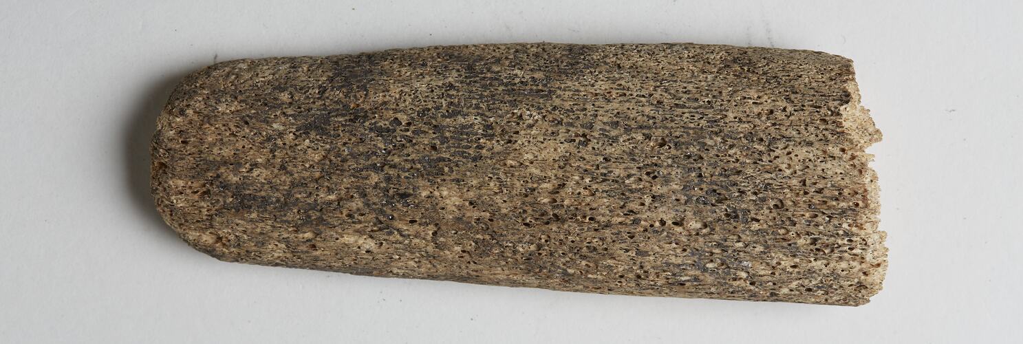 Bone wedge collected from a kitchen midden on Navarino Island, Chile between May and June 1929.