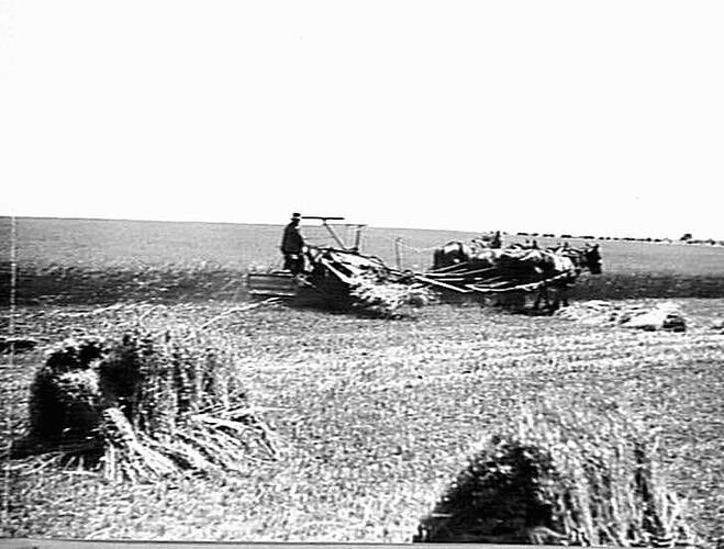 NEW 6 FT SUNSHINE MASSEY HARRIS BINDER AT WORK IN 3 & HALF TON CROP OF OATS (130 ACRES) ON MESSRS J. W. WILLS & SON FARM, `LERDERDERG PARK', BACCHUS MARSH: NOV 1935