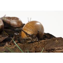 Model snails in habitat diorama.