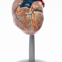 Human Heart Model