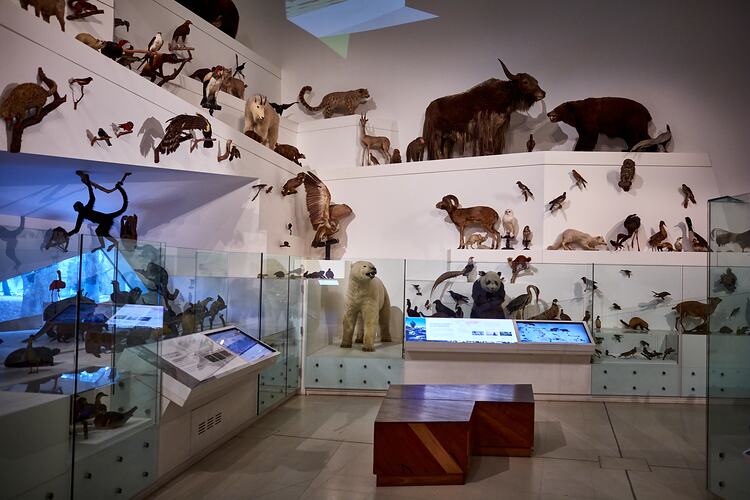 A white museum gallery with many taxidermied animals on shelves at many heights.
