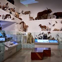 Past Exhibition - Wild: Amazing Animals in a Changing World, Melbourne Museum, 2009-2021