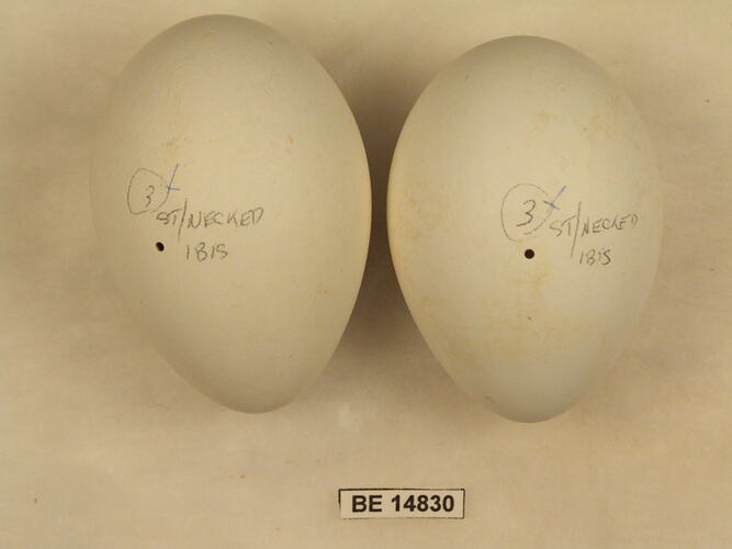 Two bird eggs with specimen label.