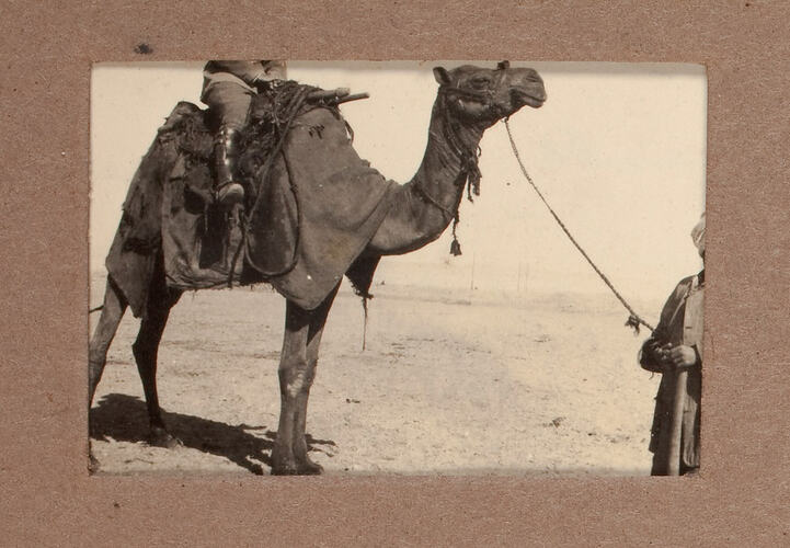 Camel carrying soldier on saddle.