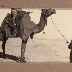 Photograph - Camel Carrying Soldier, World War I, 1915-1917