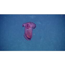 Mauve jelly-like animal floating in blue water.