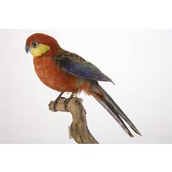 Taxidermied parrot specimen with bright red, yellow and blue feathers, perched on a branch.