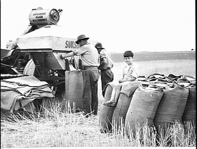 MR. J. TUCKER BAGGING FROM THE 30 BUSHEL GRAIN BOX OF HIS SUNSHINE NO. 4 HEADER AT ST. HELENS' PLAINS, HORSHAM, VIC.: JAN 1952